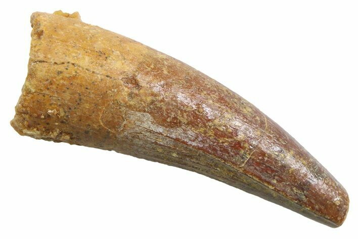 Juvenile Fossil Spinosaurus Tooth - Real Dinosaur Tooth #354820